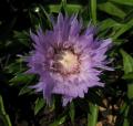 Stokesia laevis