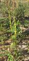 Striga gesnerioides