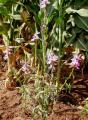 Striga hermonthica