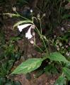Strobilanthes pentstemonoides