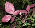 Strobilanthes wallichii