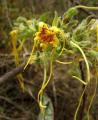 Strophanthus hispidus