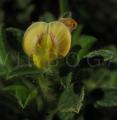 Stylosanthes fruticosa
