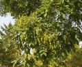 Styphnolobium japonicum