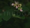 Symphoricarpos albus