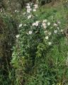 Symphyotrichum lanceolatum
