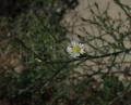 Symphyotrichum squamatum