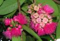 Syzygium malaccense