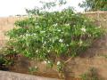 Tabernaemontana ventricosa