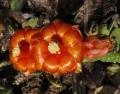 Tacinga inamoena