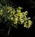 Tagetes minuta