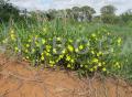 Talinum caffrum