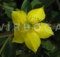Talinum caffrum