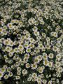 Tanacetum balsamita