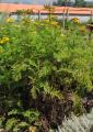 Tanacetum crispum