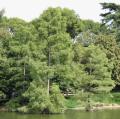 Taxodium distichum
