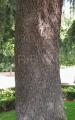 Taxodium mucronatum