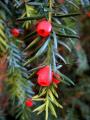 Taxus baccata