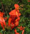 Tecoma capensis