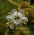 Tectona grandis