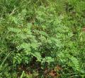 Tephrosia purpurea
