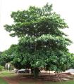 Terminalia catappa