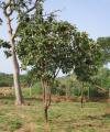 Terminalia schimperiana