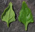 Tetragonia tetragonioides