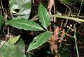 Tetrastigma cauliflorum