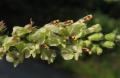 Teucrium scorodonia