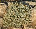 Teucrium vincentinum