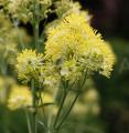 Thalictrum flavum