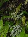 Thalictrum foliolosum