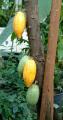 Theobroma cacao