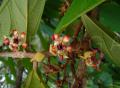 Theobroma grandiflorum