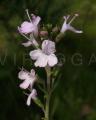 Thymus caespititius