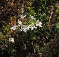 Thymus carnosus