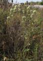 Thymus mastichina
