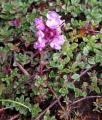 Thymus praecox