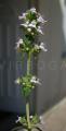 Thymus vulgaris
