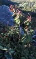 Tibouchina pereirae