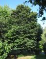 Tilia platyphyllos