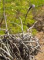 Tillandsia recurvata