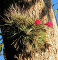 Tillandsia stricta