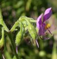 Tinantia erecta