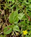 Tolpis azorica
