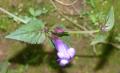 Torenia concolor