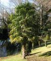 Trachycarpus fortunei