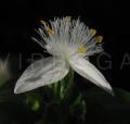 Tradescantia fluminensis