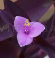 Tradescantia pallida